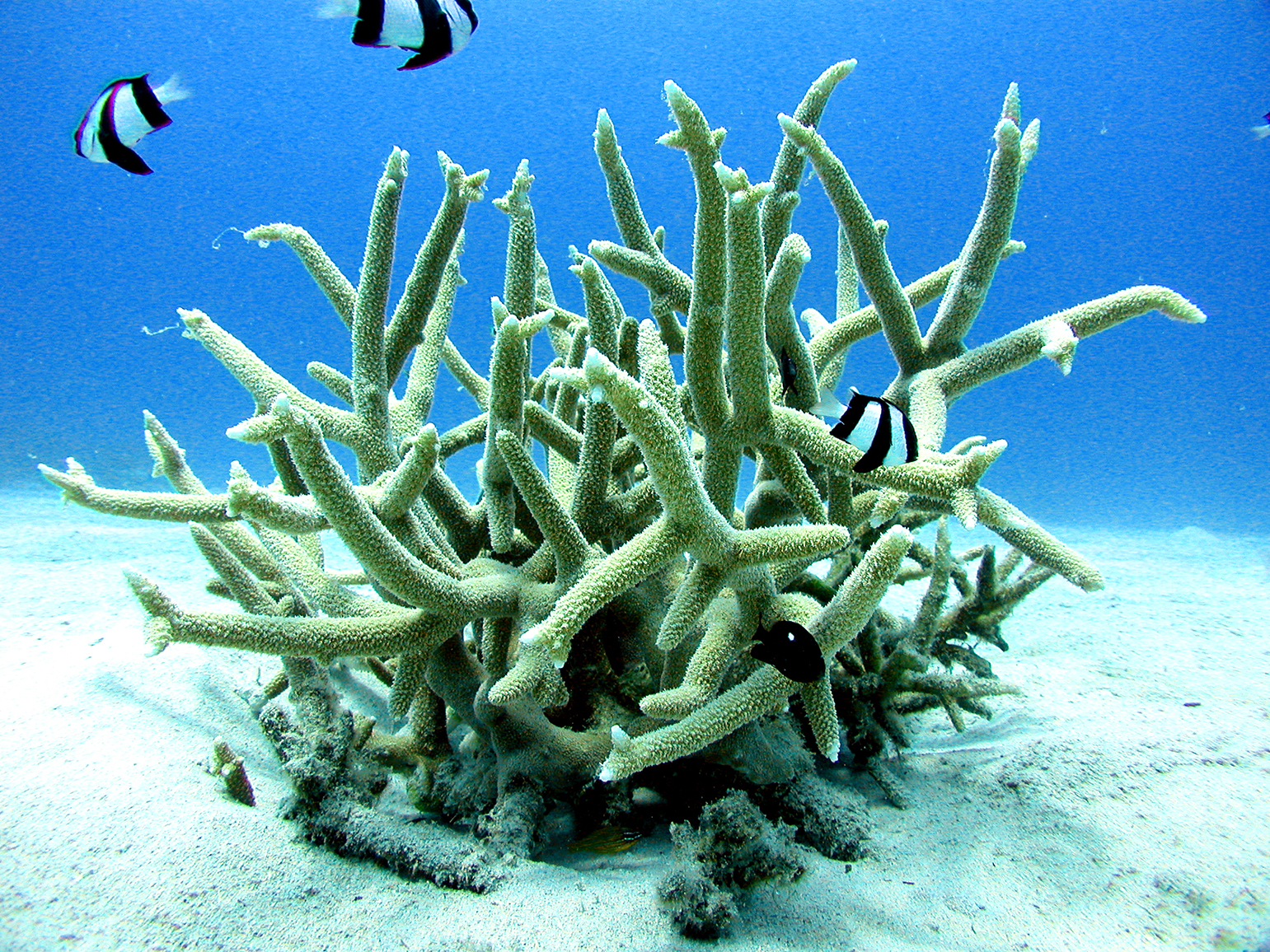 AWAREサンゴ礁の保護・スペシャルティ・コース